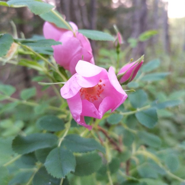 Wild Rose Seeds - Rosa Acicularis