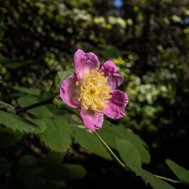 Wild Rose Seeds - Rosa Acicularis