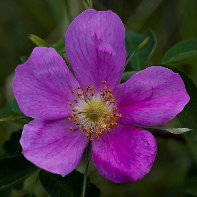 Wild Rose Seeds - Rosa Acicularis