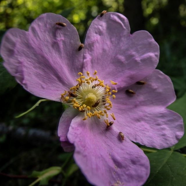 Wild Rose Seeds - Rosa Acicularis