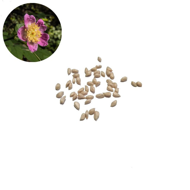 Wild Rose Seeds - Rosa Acicularis